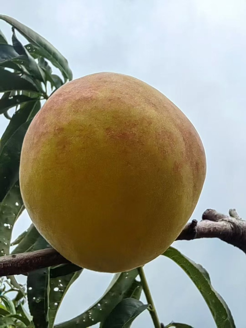 高品质黄桃