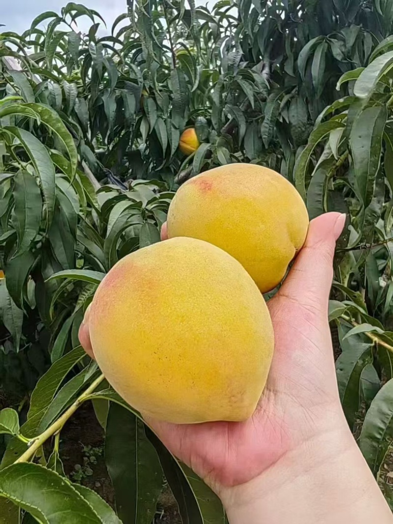 高品质黄桃