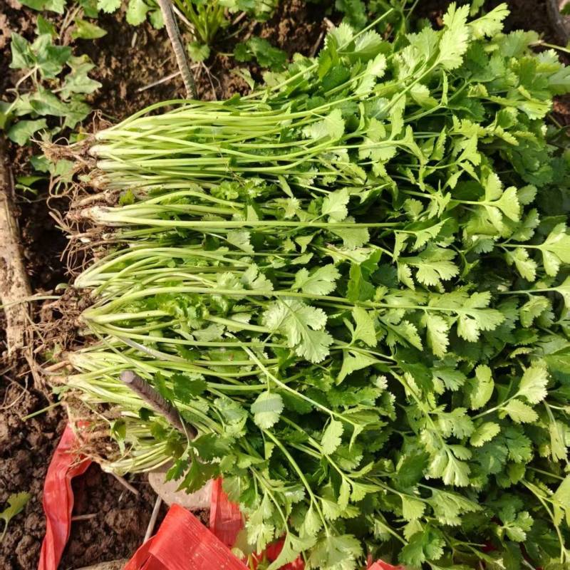 河南省焦作市博爱县蒋村蔬菜市场精品香菜供应