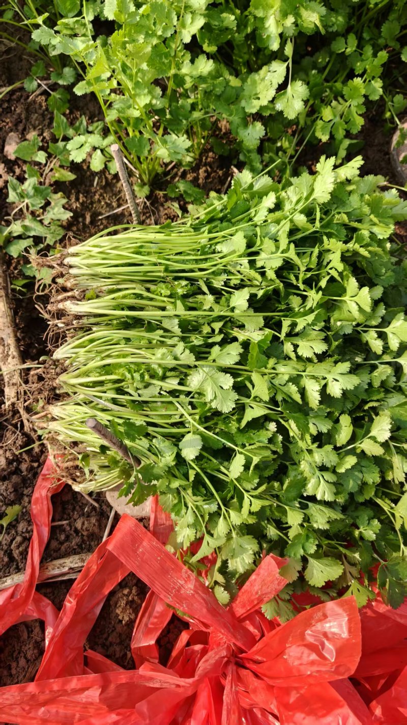 河南省焦作市博爱县蒋村蔬菜市场精品香菜供应