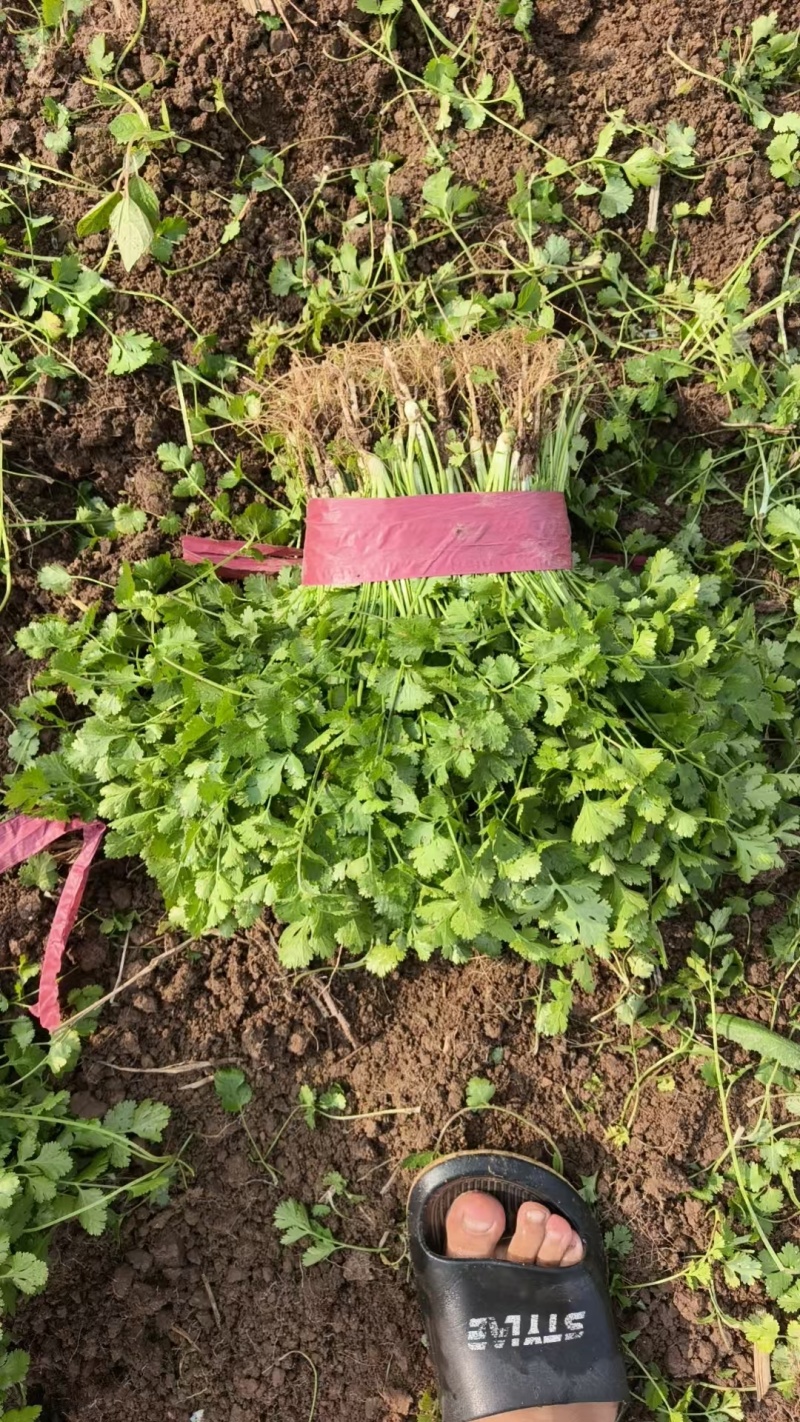 河南省焦作市博爱县蒋村蔬菜市场精品香菜供应