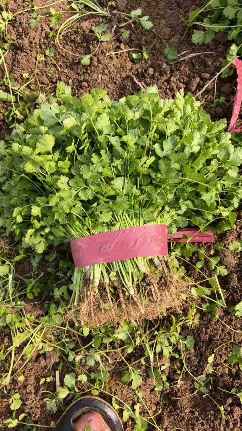 河南省焦作市博爱县蒋村蔬菜市场精品香菜供应