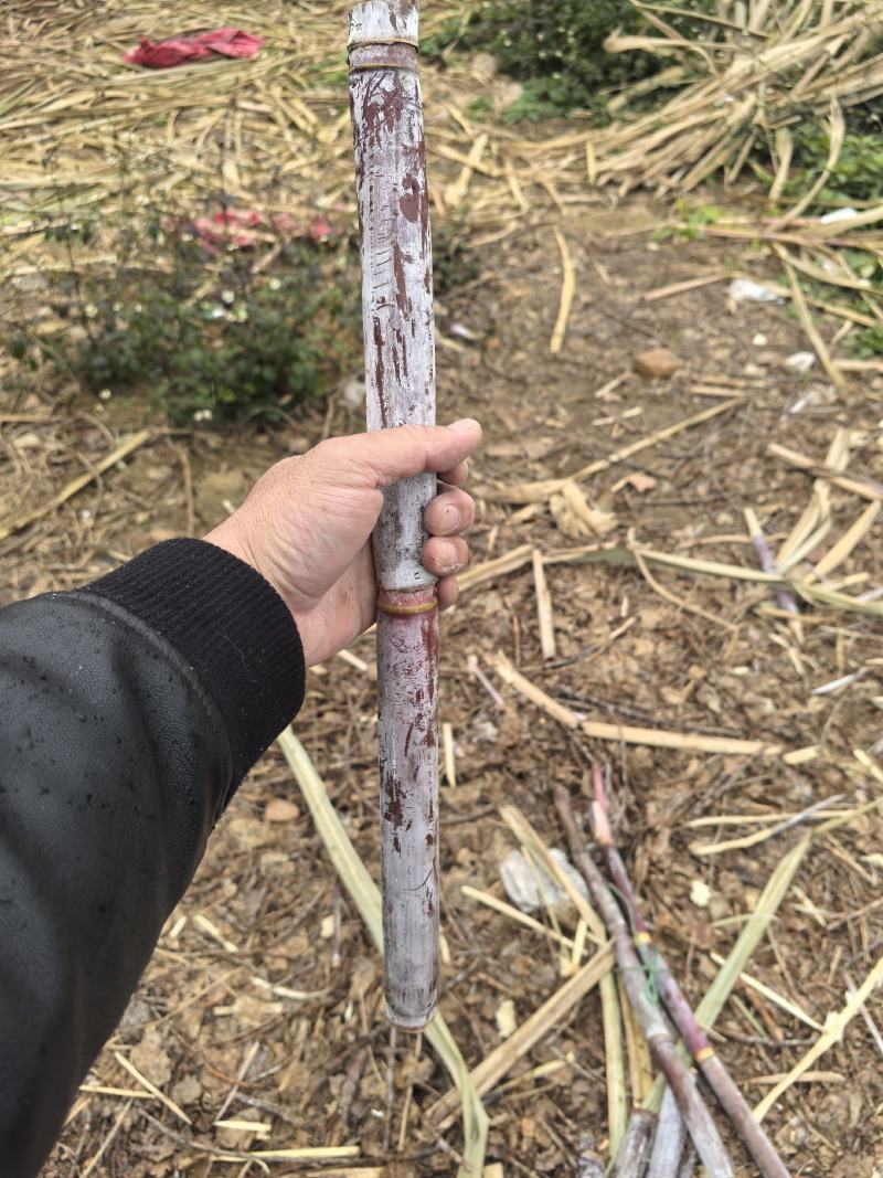 北方黑皮甘蔗，节长爆甜可口，水分充足，产地直发，量大从优