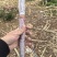 北方黑皮甘蔗，节长爆甜可口，水分充足，产地直发，量大从优