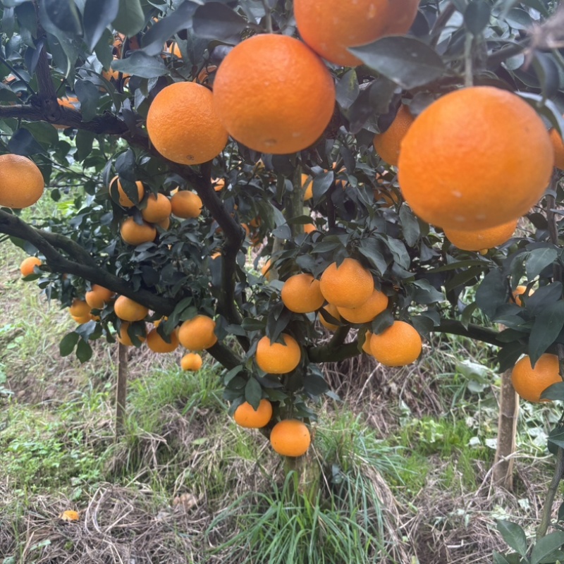 重庆爱媛果冻橙