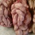 高淀粉商薯19