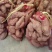 高淀粉商薯19