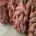 高淀粉商薯19