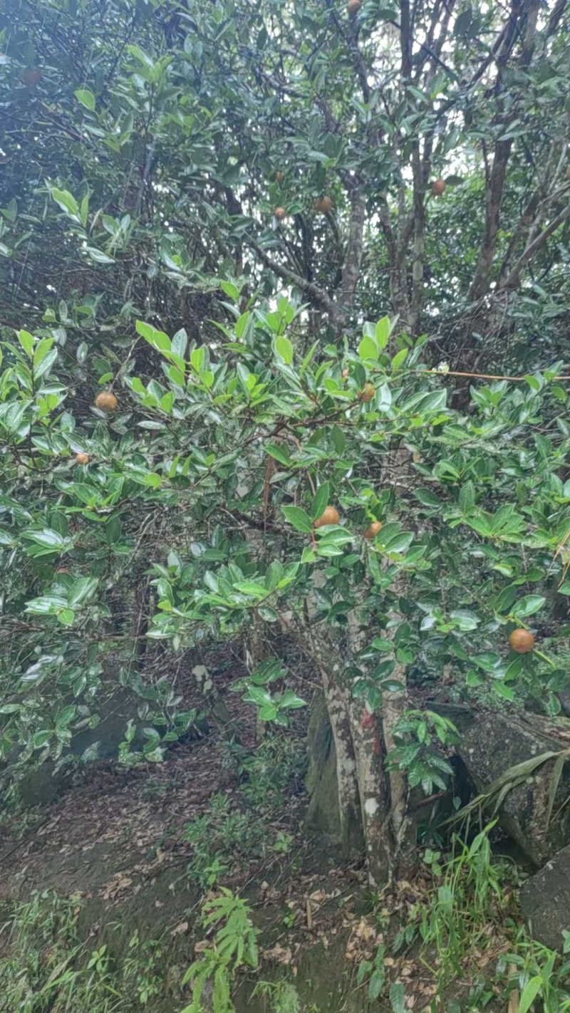 海南山茶果，***********