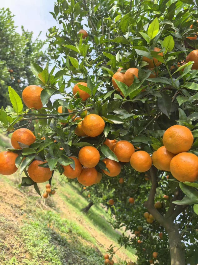 湖北精品东方红蜜桔产地直发一手货源保质保量全国发