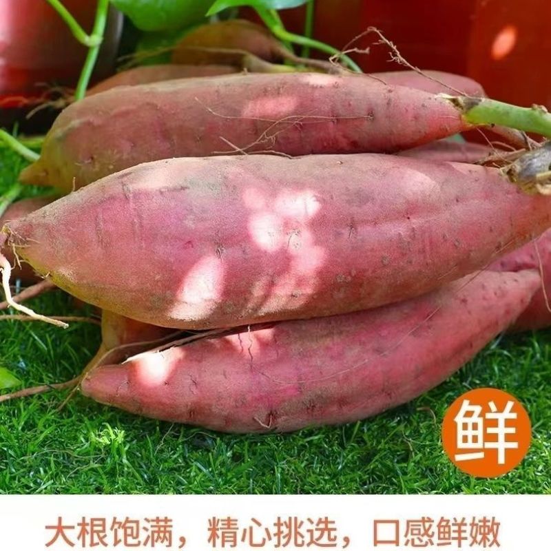 《黄瓤红薯》安徽基地直发对接商超团购电商一条龙