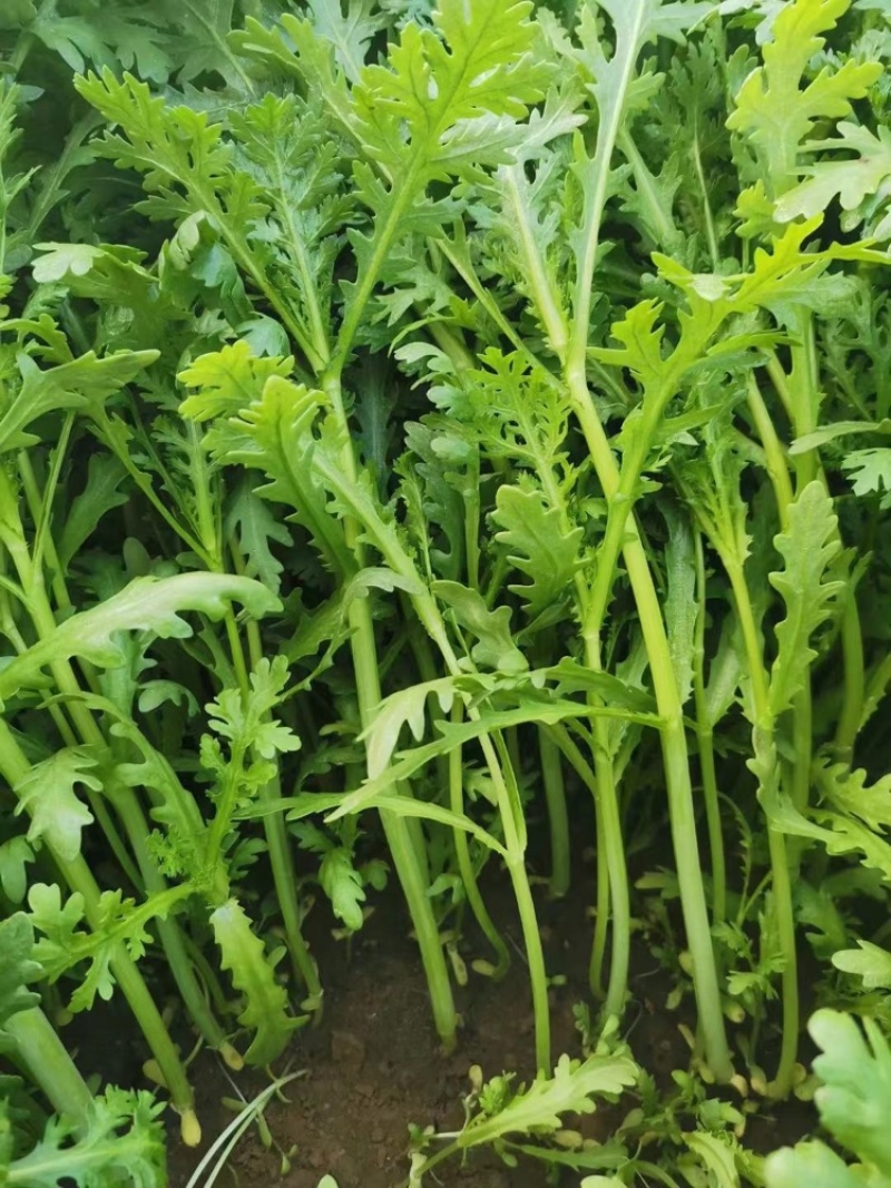 精品茼蒿小叶茼蒿量大从优支持视频和实地看货欢迎咨询