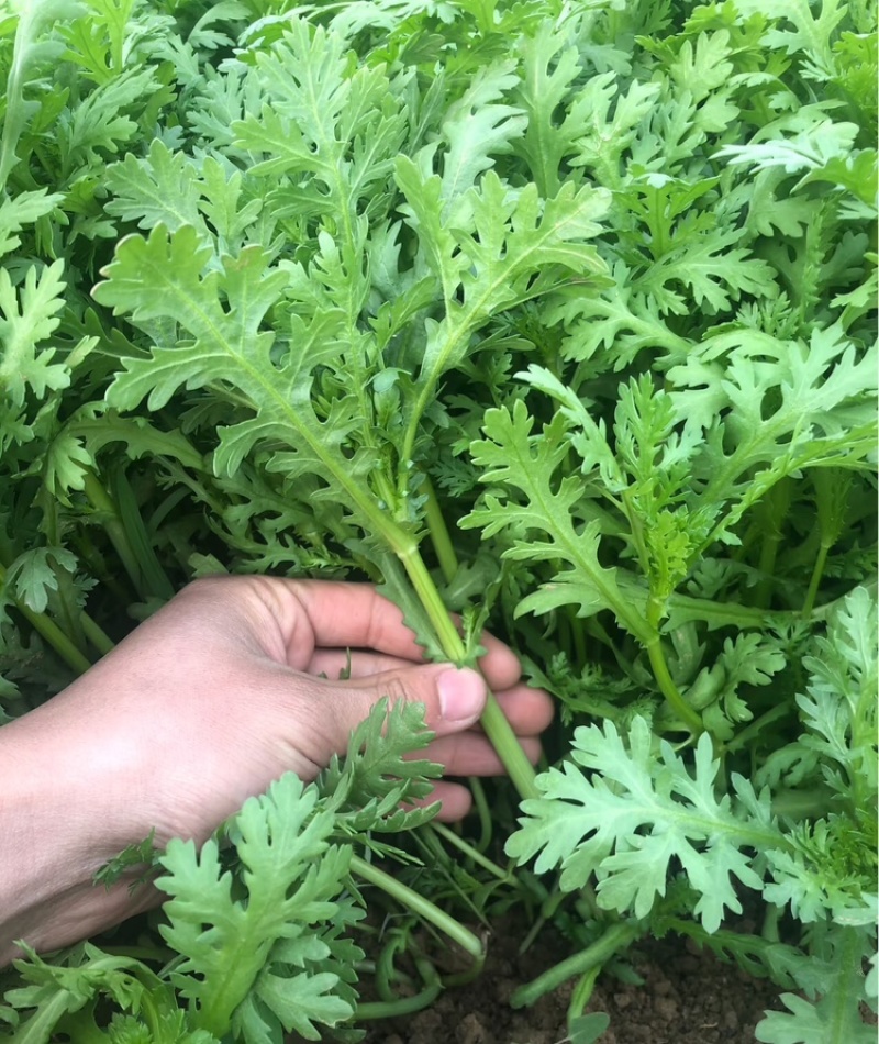 精品茼蒿小叶茼蒿量大从优支持视频和实地看货欢迎咨询