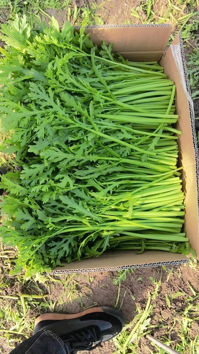 精品茼蒿小叶茼蒿量大从优支持视频和实地看货欢迎咨询