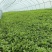 精品茼蒿小叶茼蒿量大从优支持视频和实地看货欢迎咨询