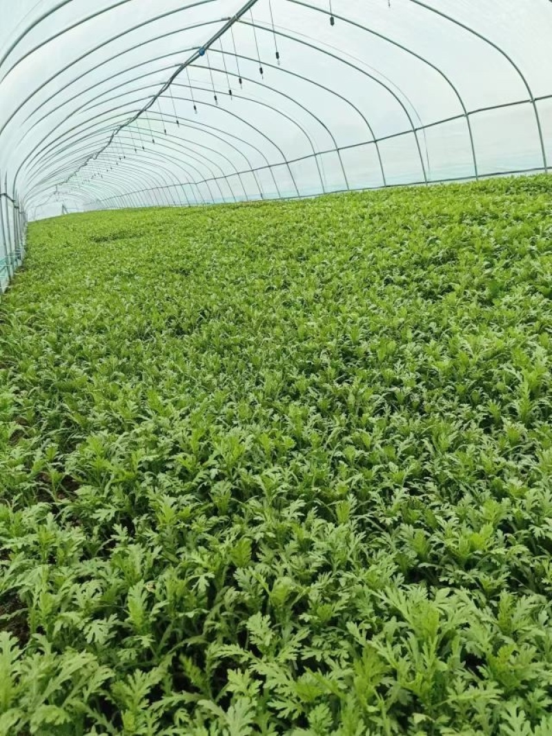 精品茼蒿小叶茼蒿量大从优支持视频和实地看货欢迎咨询