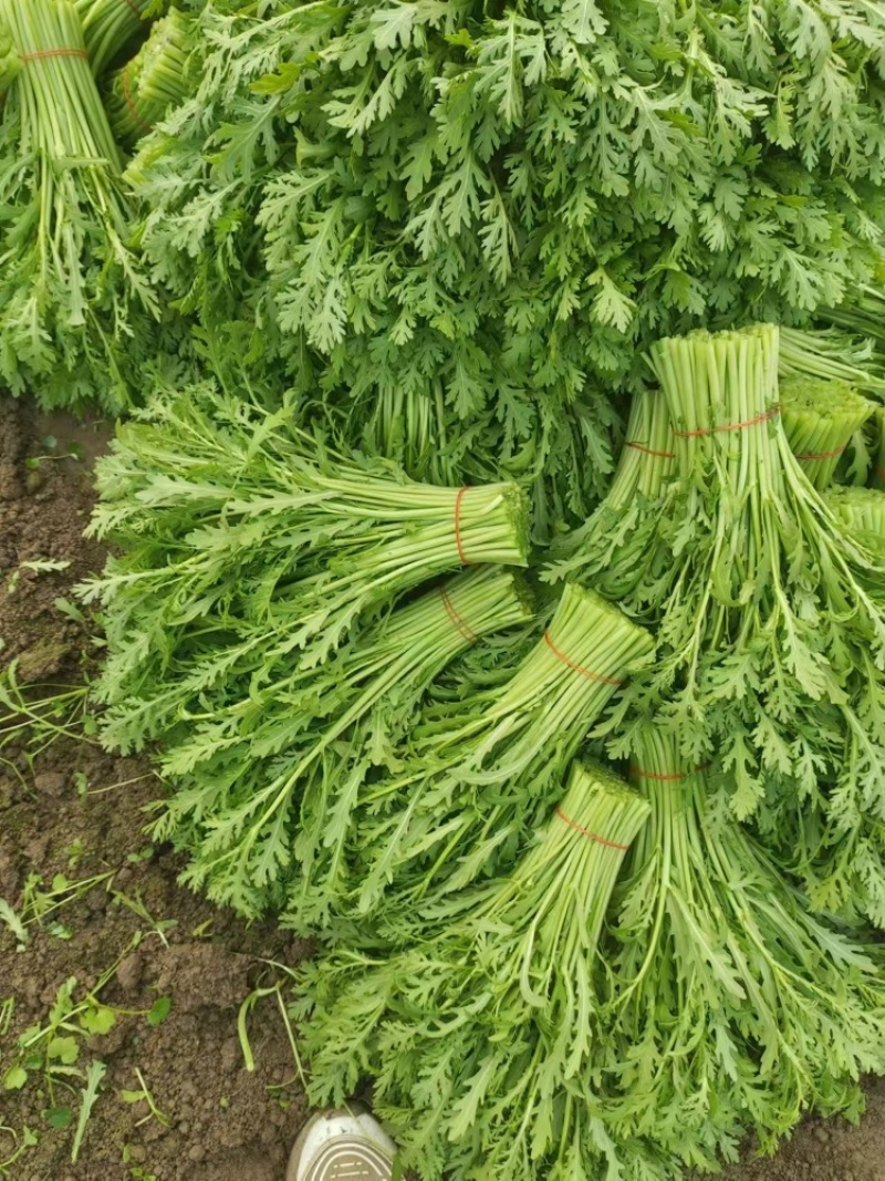 精品茼蒿小叶茼蒿量大从优支持视频和实地看货欢迎咨询
