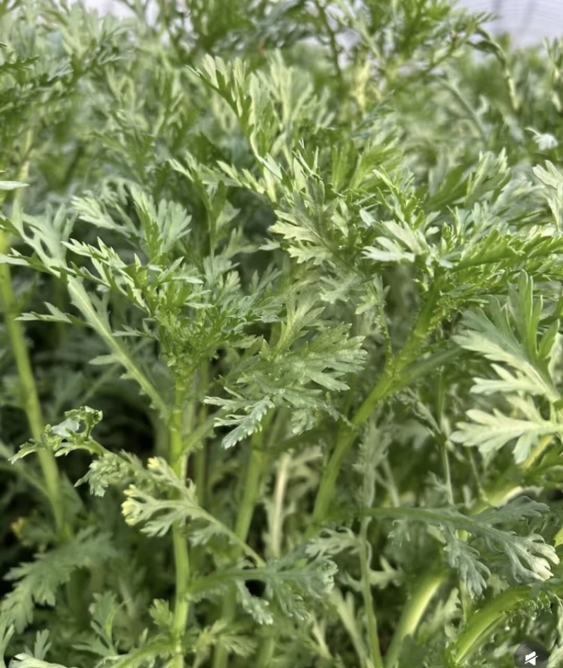 精品茼蒿小叶茼蒿量大从优支持视频和实地看货欢迎咨询