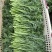 精品茼蒿小叶茼蒿量大从优支持视频和实地看货欢迎咨询