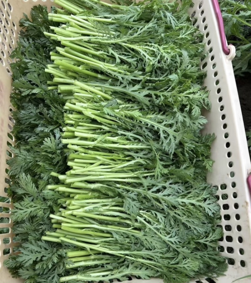 精品茼蒿小叶茼蒿量大从优支持视频和实地看货欢迎咨询