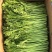 精品茼蒿小叶茼蒿量大从优支持视频和实地看货欢迎咨询