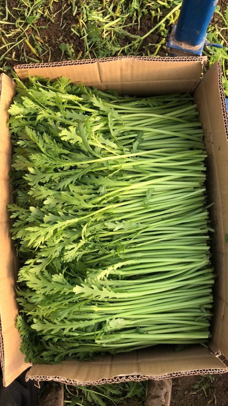 精品茼蒿小叶茼蒿量大从优支持视频和实地看货欢迎咨询