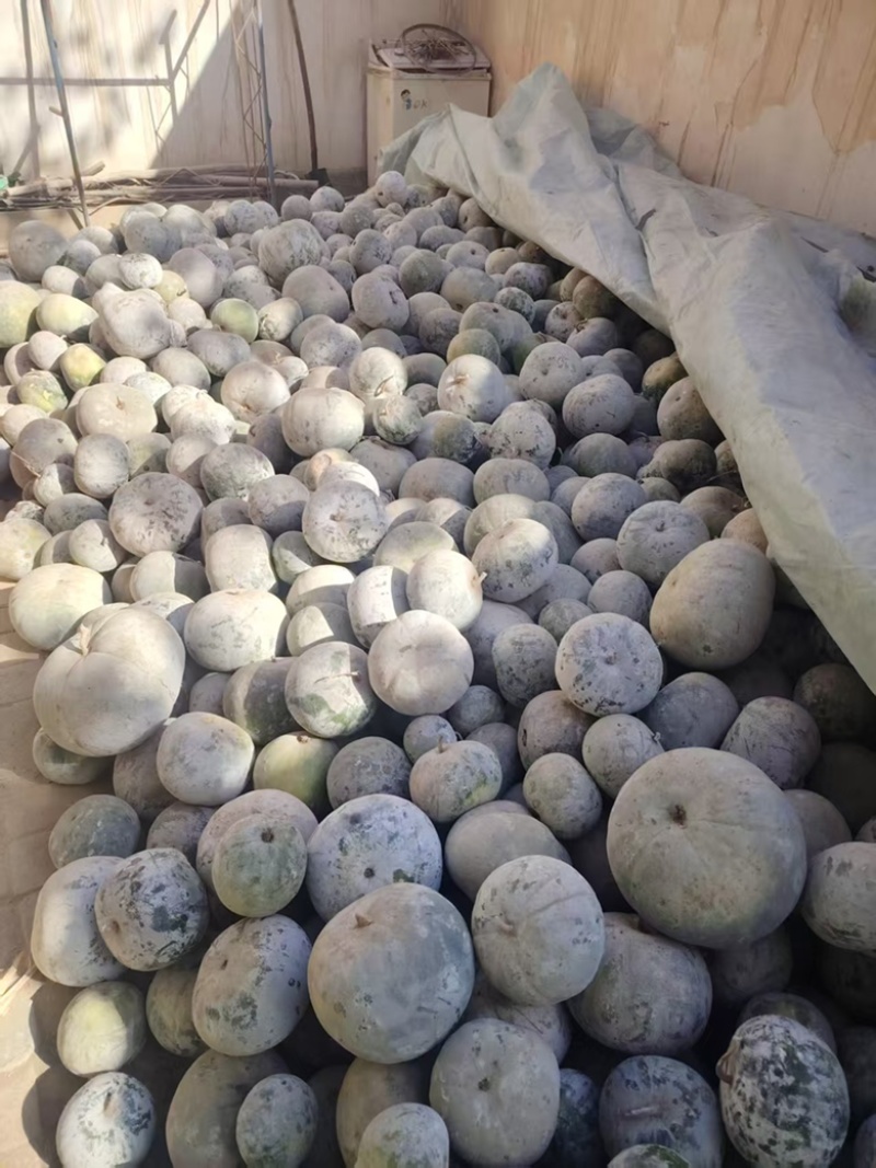 白皮冬瓜量大从优品质保证支持视频看货选货