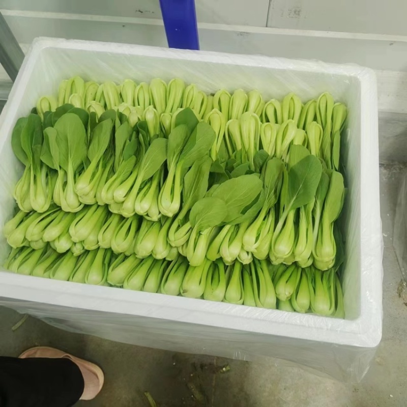 【海量货源】精品上海青江苏上海青基地直发量大从优