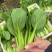 【海量货源】精品上海青江苏上海青基地直发量大从优