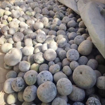 白皮冬瓜量大从优品质保证支持视频看货选货