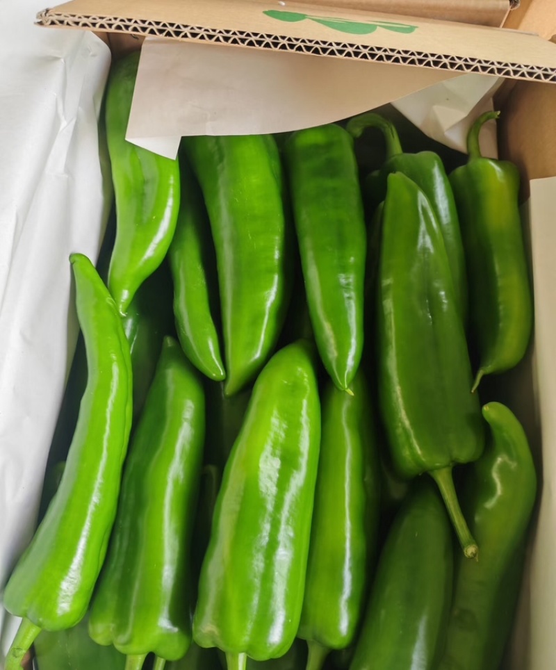 【青椒】厚皮青椒大量供应整车发货品质保证全国发货