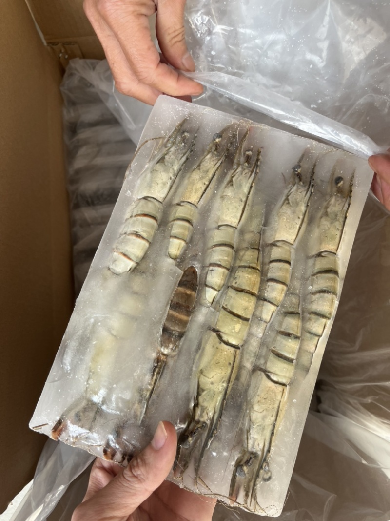 九节虾黑虎虾草虾黑草虾金刚虾斑节虾