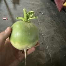 绿园萝卜