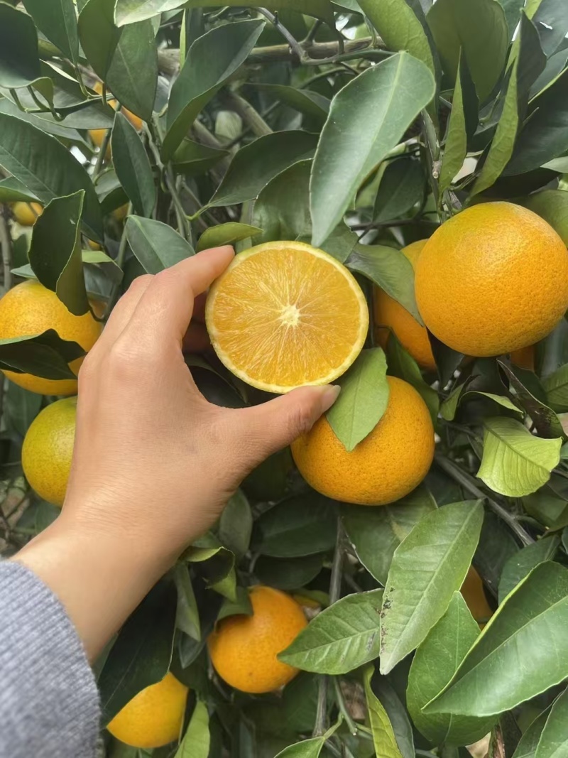 麻阳冰糖橙
