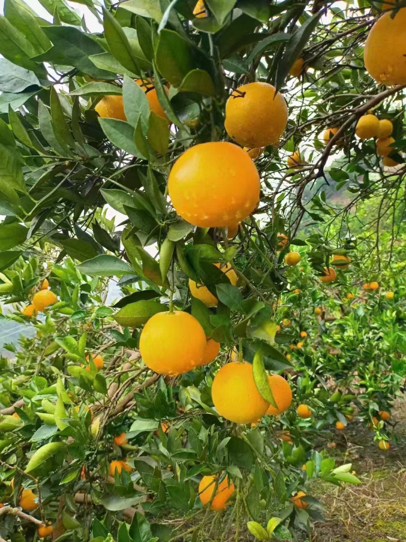 麻阳冰糖橙