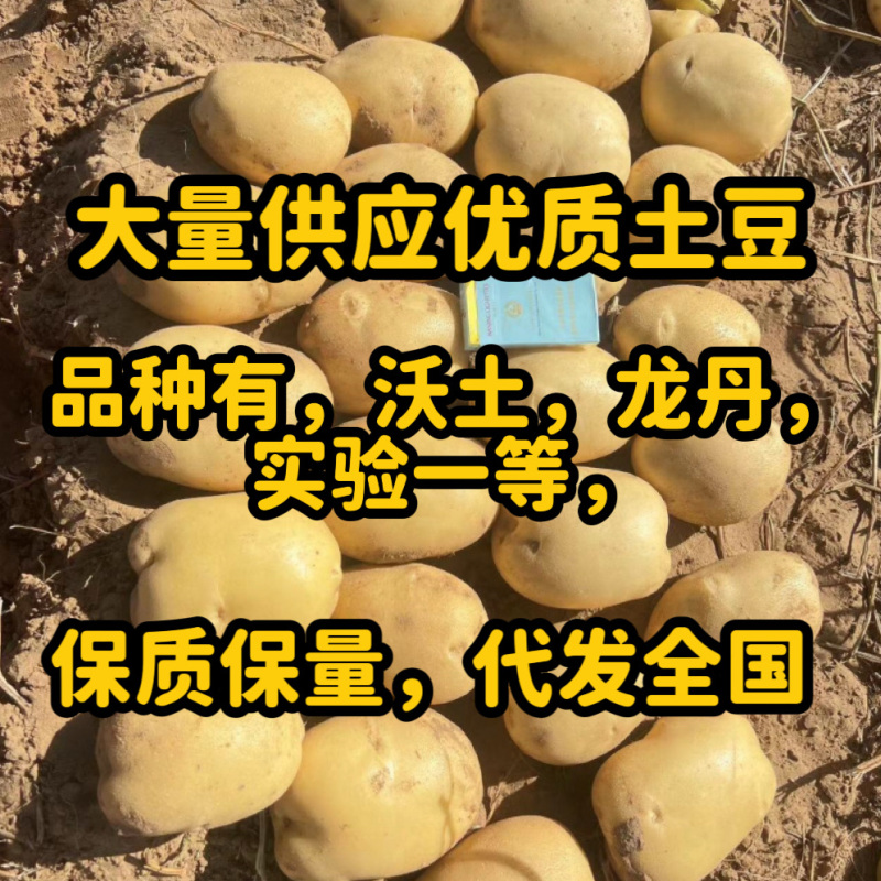 大量供应优质土豆，实验一，沃土，龙丹等品种，代办代发全国