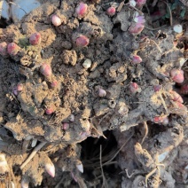 优质老本达亳白芍，线蒲棒白芍芽、基地直供货源充足