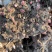 优质老本达亳白芍，线蒲棒白芍芽、基地直供货源充足