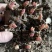 优质老本达亳白芍，线蒲棒白芍芽、基地直供货源充足