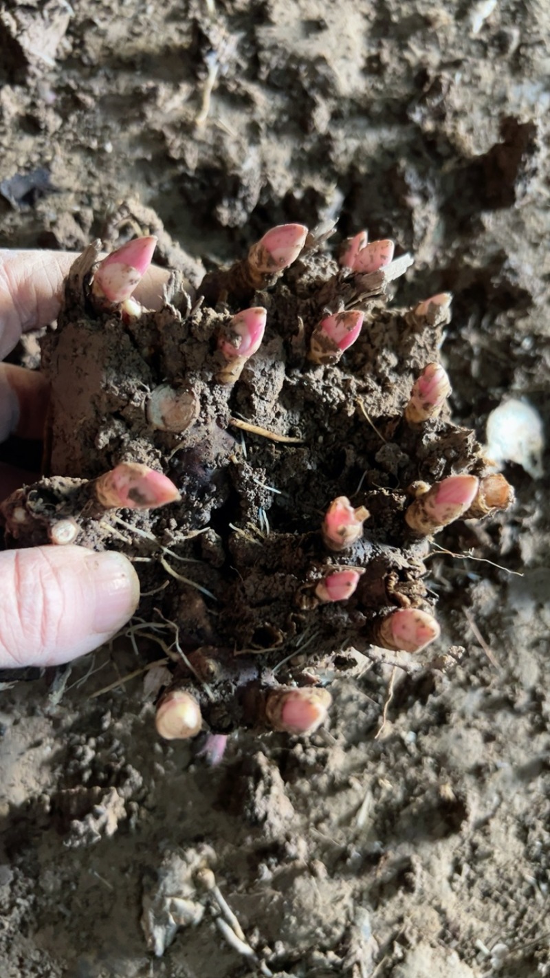 优质老本达亳白芍，线蒲棒白芍芽、基地直供货源充足