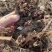 优质老本达亳白芍，线蒲棒白芍芽、基地直供货源充足