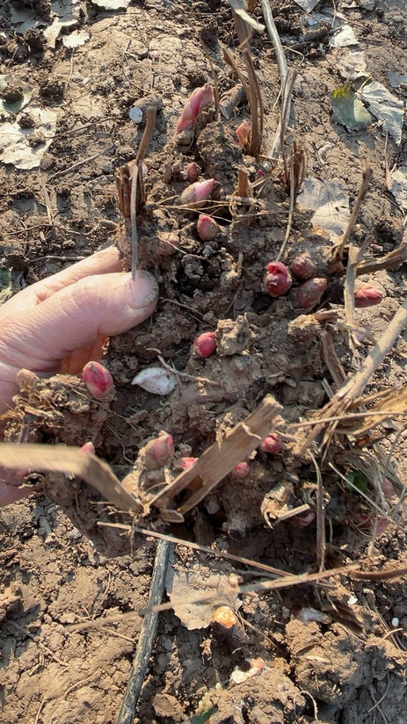 优质老本达亳白芍，线蒲棒白芍芽、基地直供货源充足