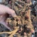 优质老本达亳白芍，线蒲棒白芍芽、基地直供货源充足