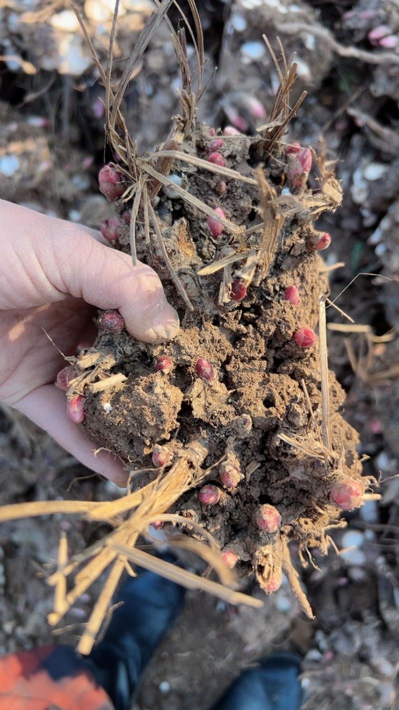 优质老本达亳白芍，线蒲棒白芍芽、基地直供货源充足