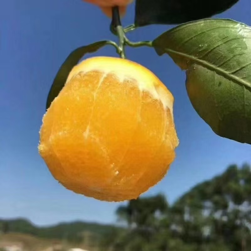 麻阳锦蜜冰糖橙纯甜无酸味，量大从优，支持一件代发