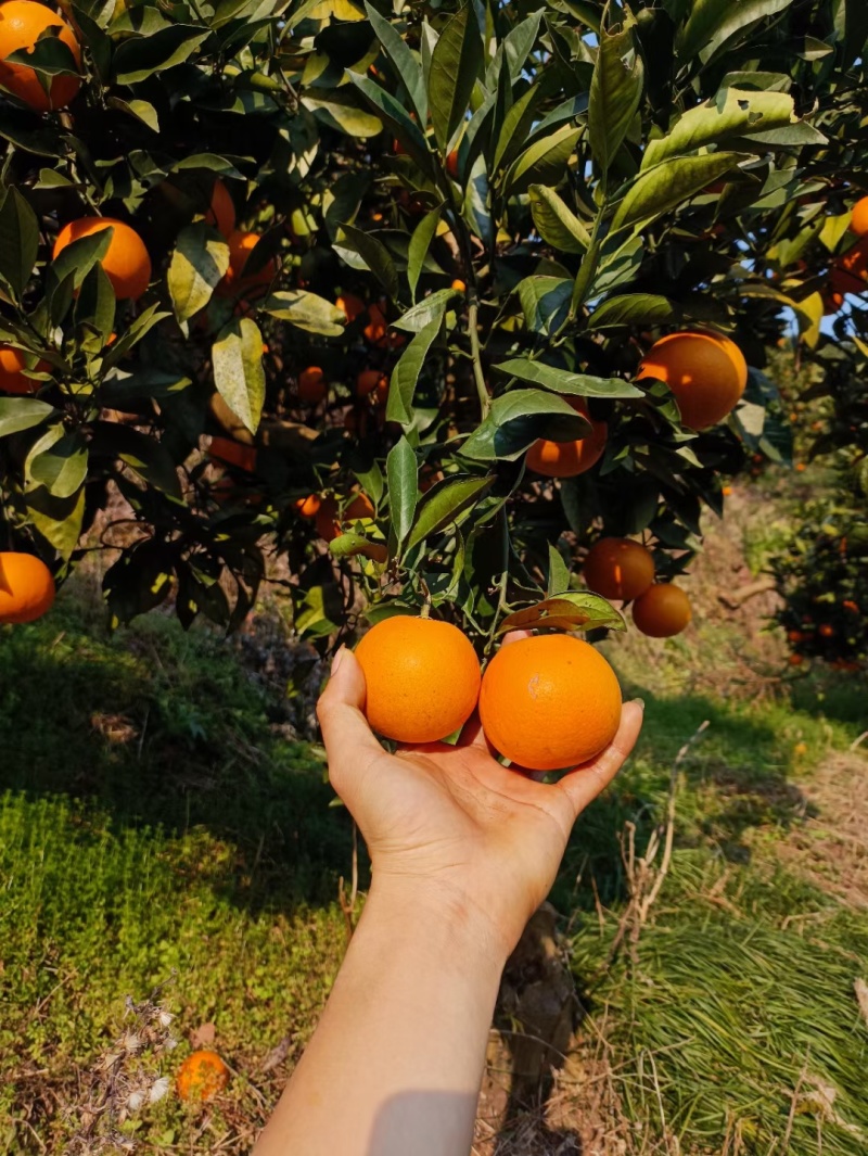 麻阳锦蜜冰糖橙纯甜无酸味，量大从优，支持一件代发