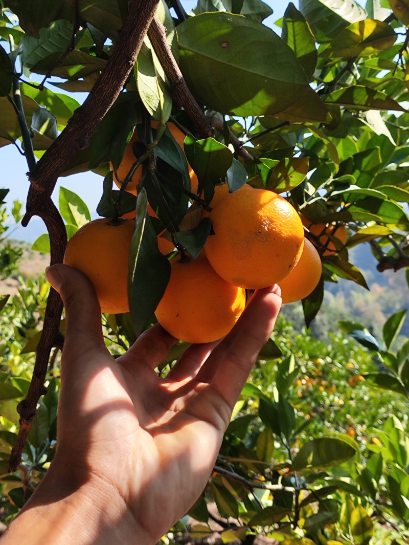 麻阳锦蜜冰糖橙纯甜无酸味，量大从优，支持一件代发