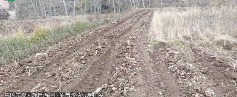 宁夏固原隆德高原马铃薯