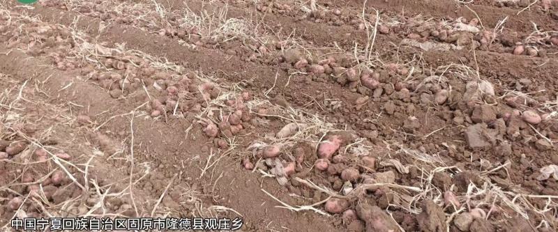 宁夏固原隆德高原马铃薯