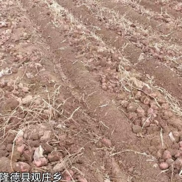 宁夏固原隆德高原马铃薯